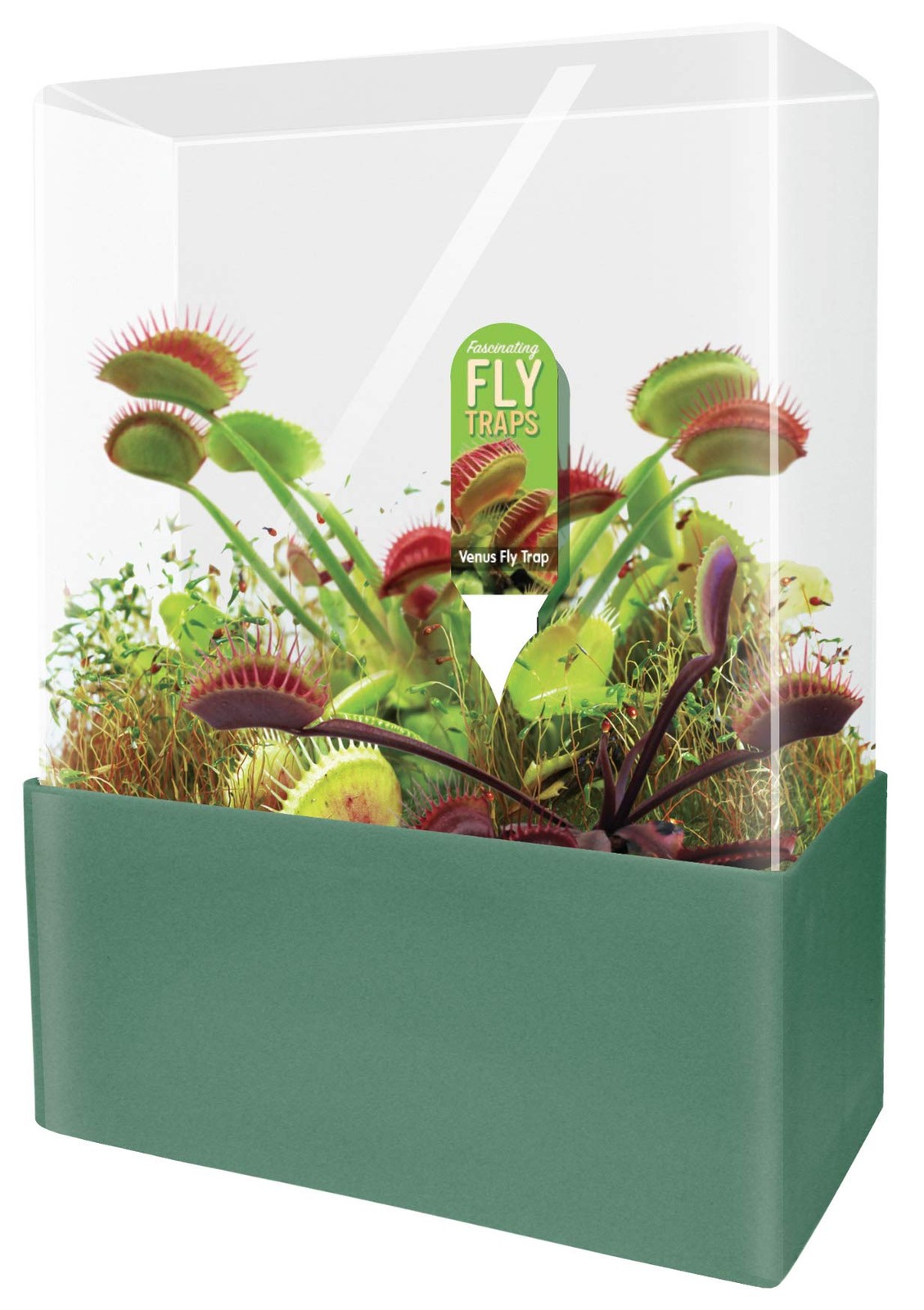 Grow Your Own Venus Fly Trap - Complete Adult Square Terrari...