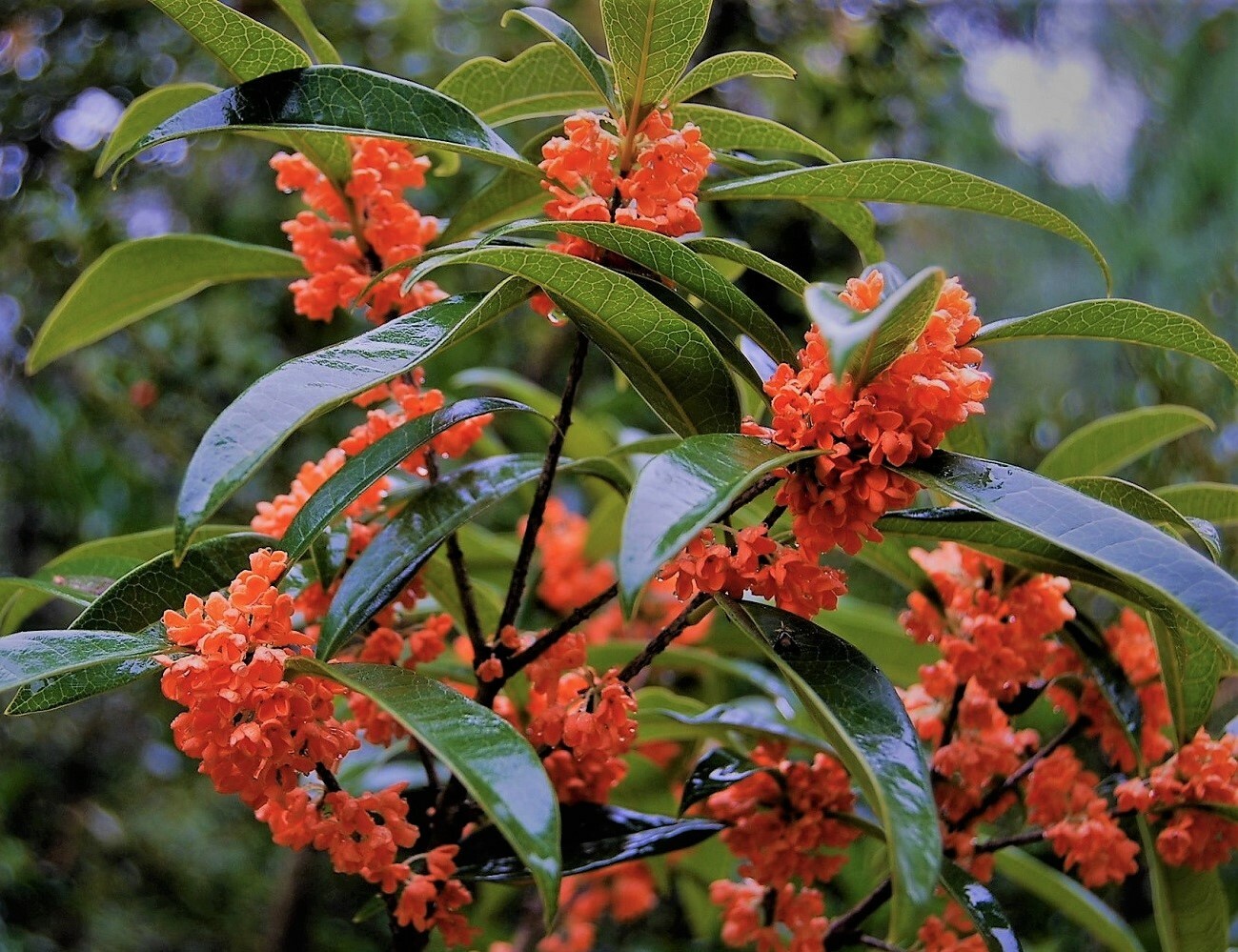 Red Flowering Fragrant Tea Olive Starter Plant