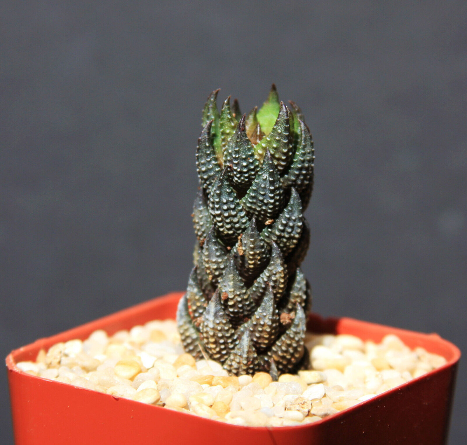 Haworthia Reinwardtii Rare Miniature Aloe Succulent Plant 2"