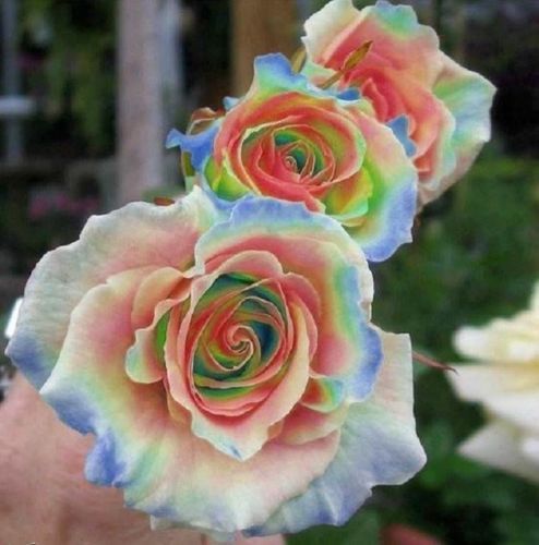Rainbow Rose Flower Seeds Garden Plant 100Pcs
