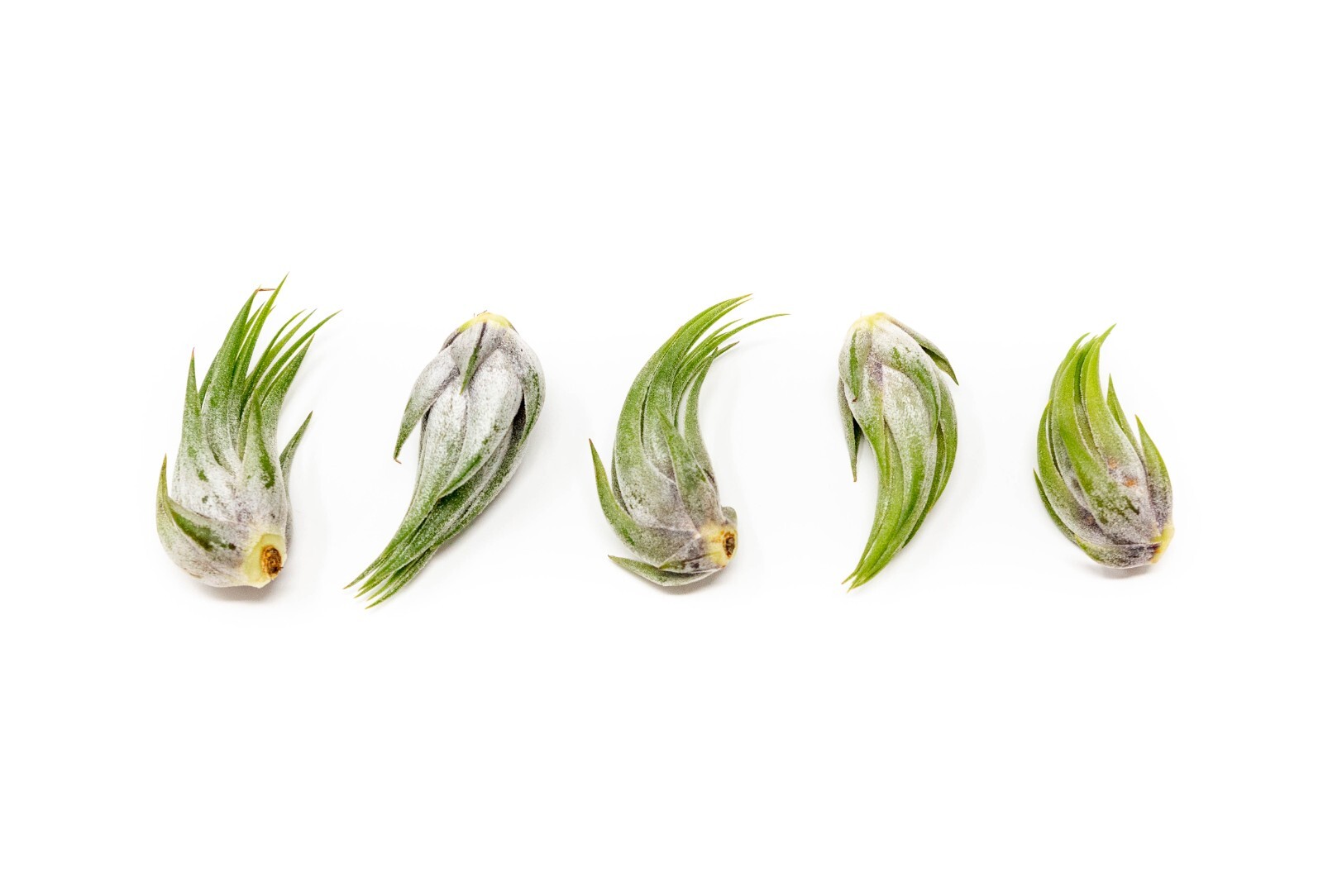 Tillandsia Scaposa/Kolbii Air Plants - Live Indoor & Outdoor...