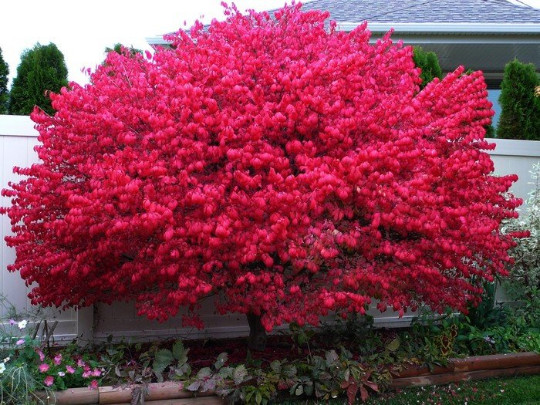 Euonymus alatus Dwarf Burning Bush Plant - 4 Inch Pot Hardy...