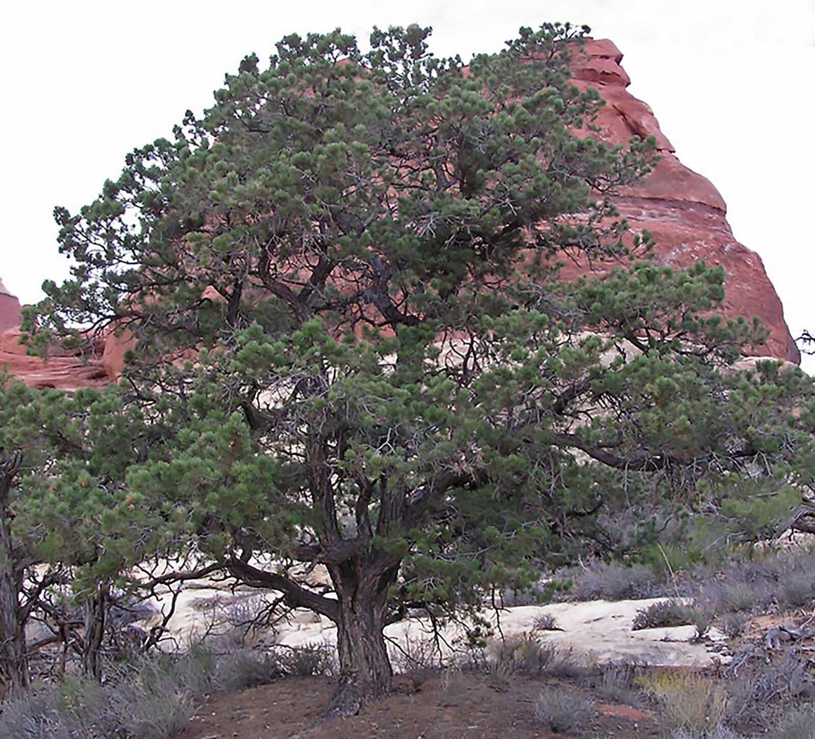 Edible Evergreen Pine Seeds - Pinus cembroides Edulis
