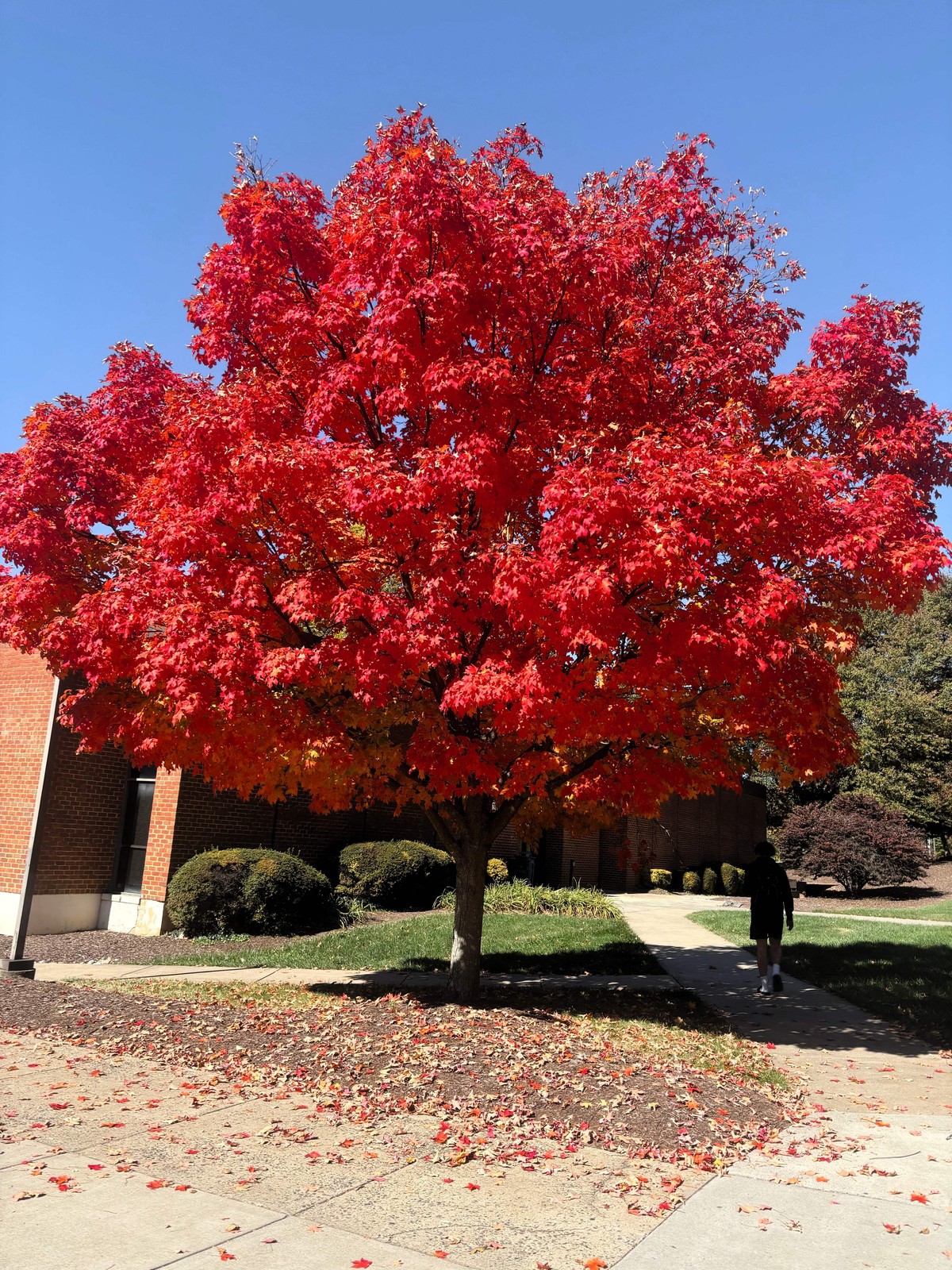 Carolina Red Maple Tree Seeds, Acer Rubrum – 25 Seeds