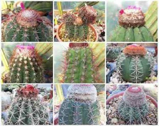 Melocactus Variety Mix Cacti Rare Cactus Seed 100 Seeds