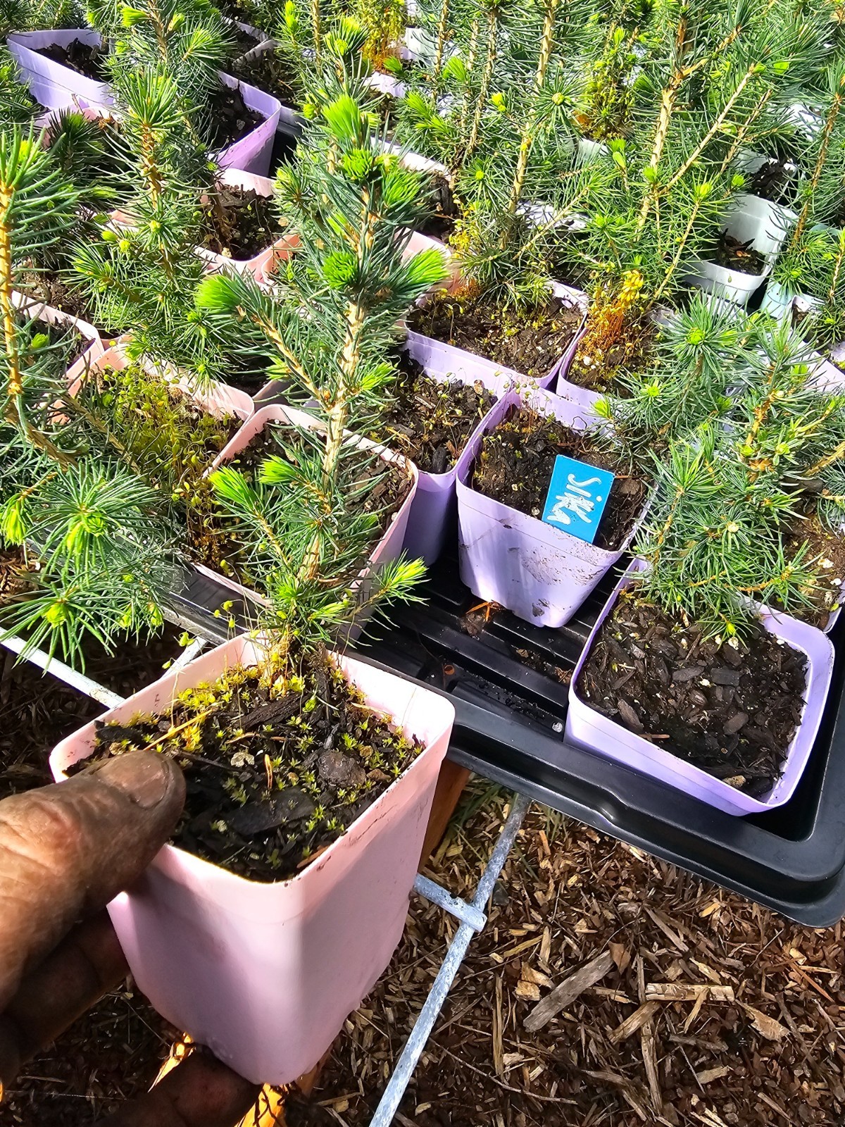 SITKA Spruce Tree Well Rooted in 3" Pot Conifer Evergreen