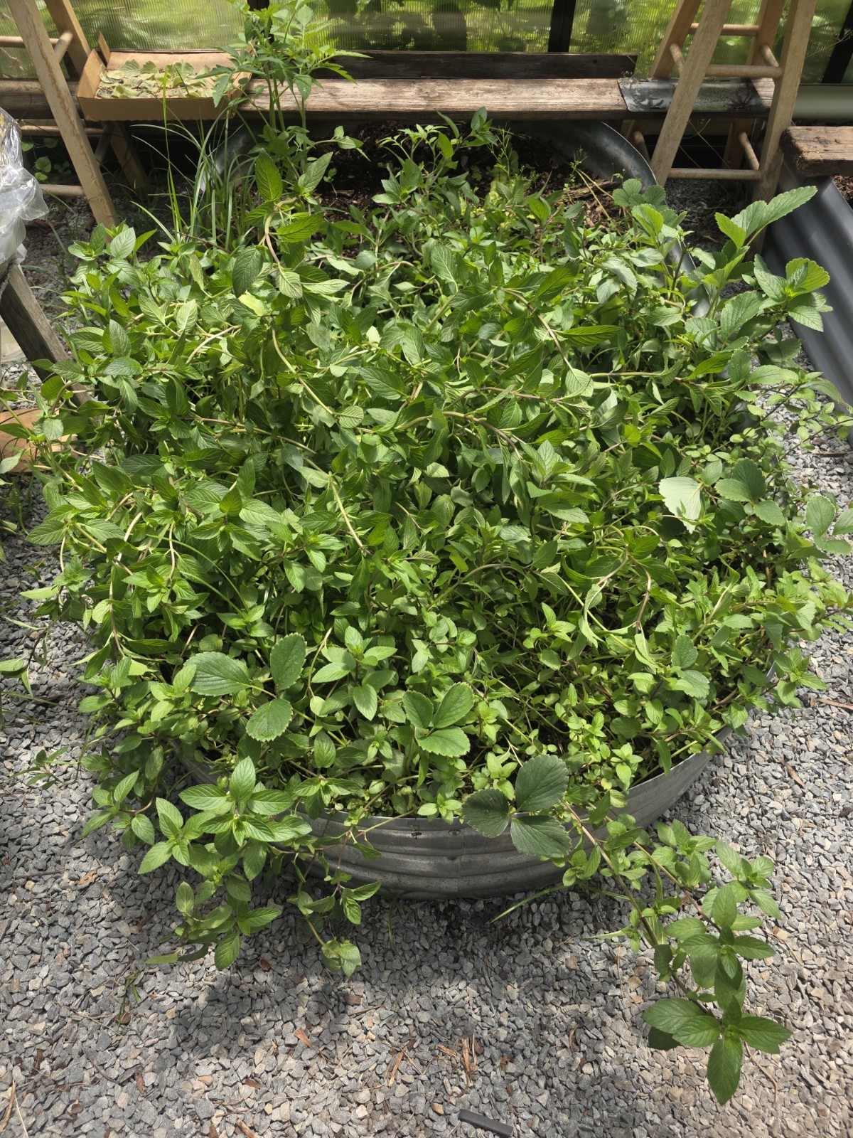 Chocolate Mint Plants - Fully Rooted - 10 Count