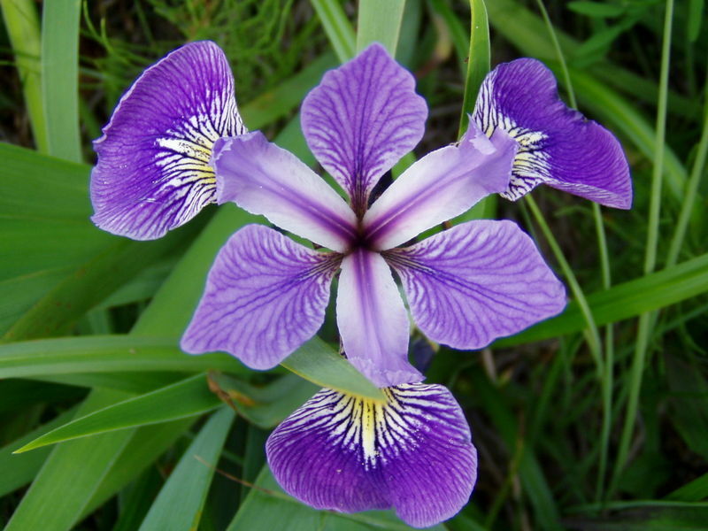 Louisiana Blue Flag Iris Aquatic Hardy Marginal Pond Plant -...