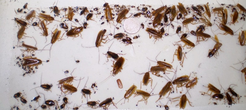 Insect Traps: Cockroach, Spider, Bedbug, Scorpion, Silverfis...