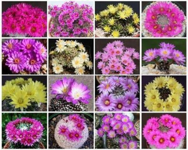 Mammillaria Mix Exotic Rare Cactus Seeds, 100 Seeds