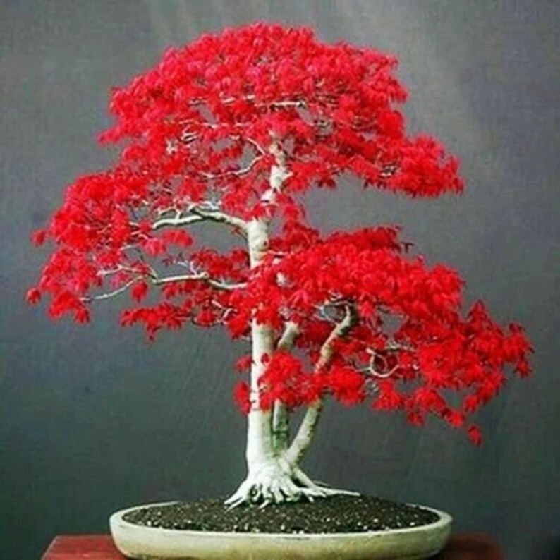 Japanese Red Maple Bonsai Tree Seeds, 20-Pack