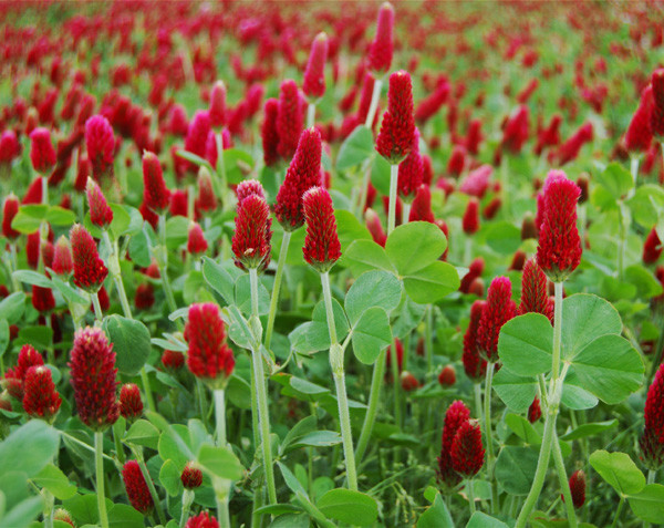 Crimson Red Clover Seed Packaged Food Plot Cover Crop Bee Fo...