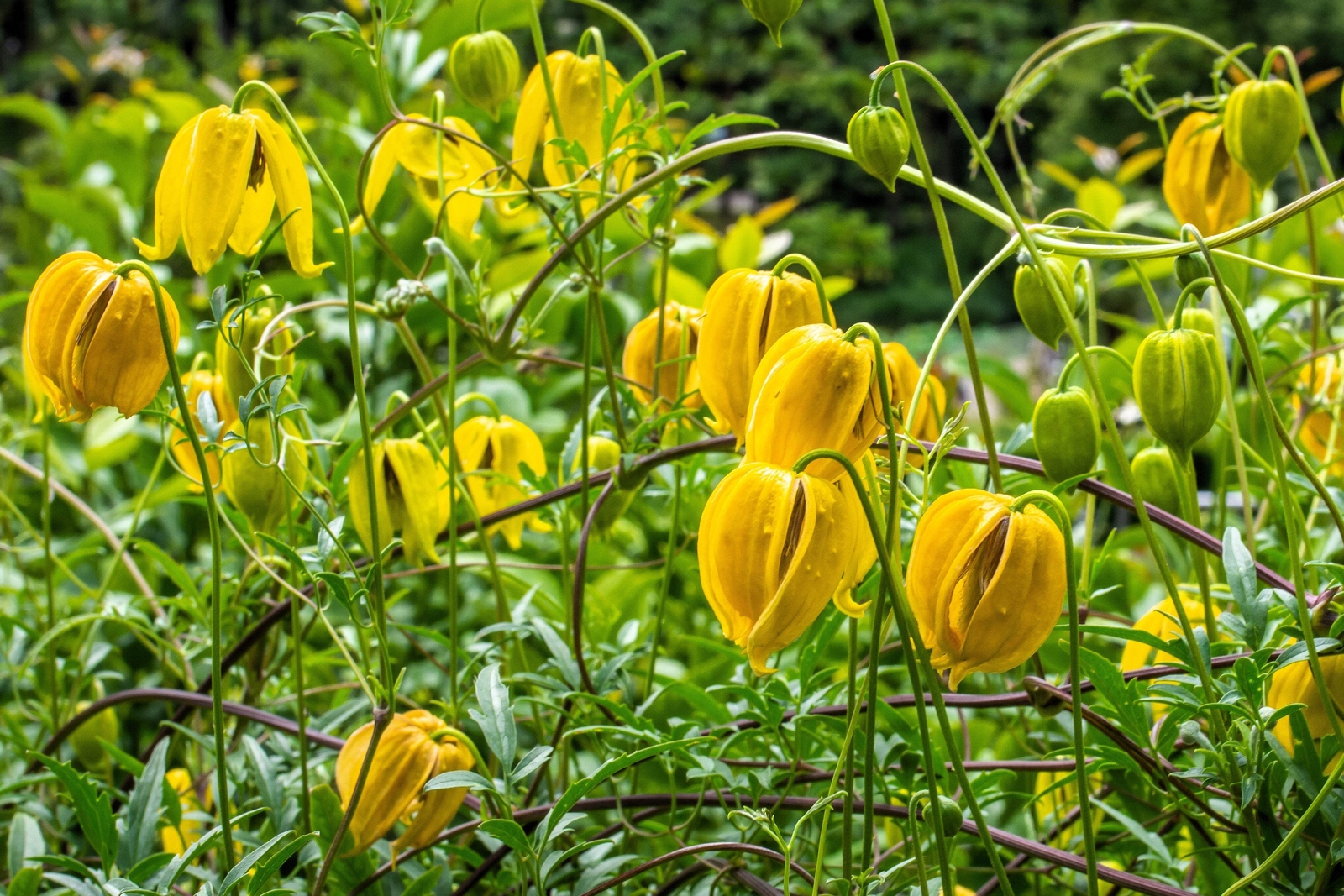 Clematis Tangutica Yellow Flower Vine Seeds