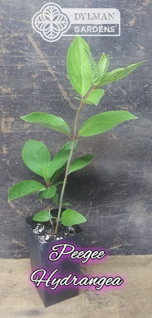 Peegee Hydrangea Tree/Shrub (Hydrangea Paniculata 'Grandiflo...
