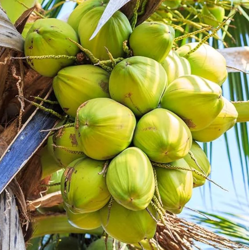 Live Coconut Palm Tree, 2–3 Ft Tall, Tropical Outdoor Plant