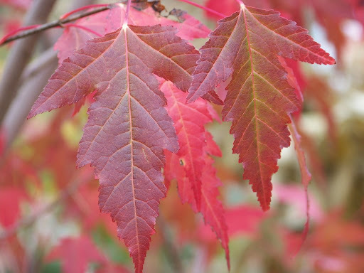 Flame Amur Maple Tree Seeds