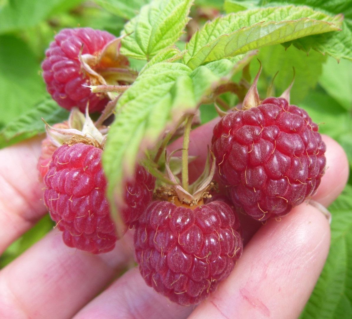 "5 Heritage Raspberry Plants (Bare Root) - Large Sweet Berry...