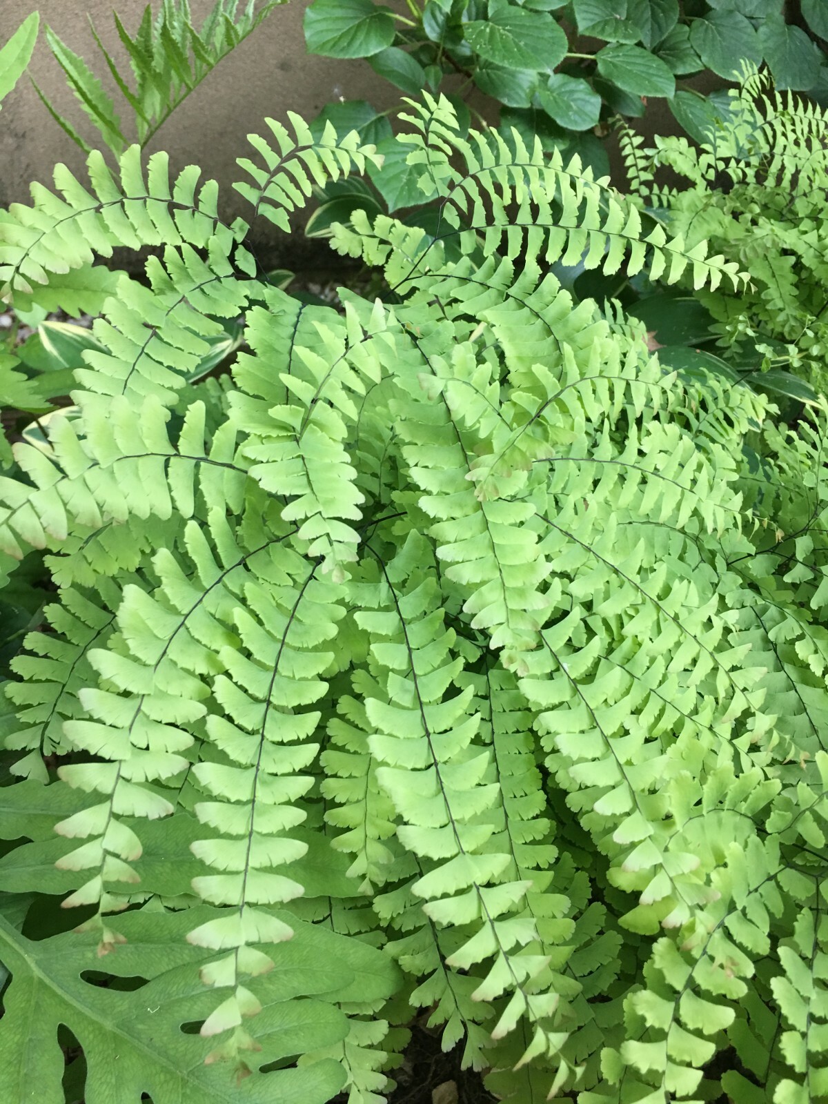 Pet Buy Mall Maidenhair Fern — 5 Premium Native Woodland Wil...