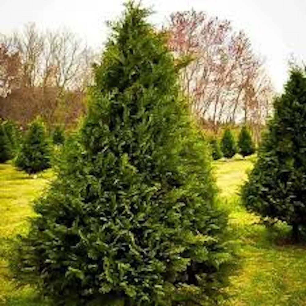 Murray Cypress Tree Bare Root Evergreen (20-Pack)
