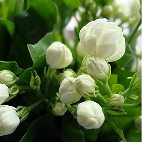 Jasmine Flower Seeds Indoor & Outdoor Perennial Plant Seed P...