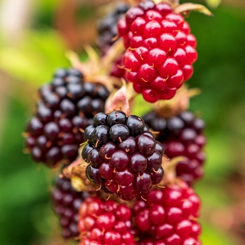 Boysenberry Thornless Starter Plug Fruit Plant (12-18" Tall)