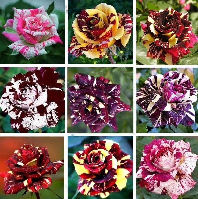 Multi-Color Rose Seeds, Double Petal, 50pcs/Pack