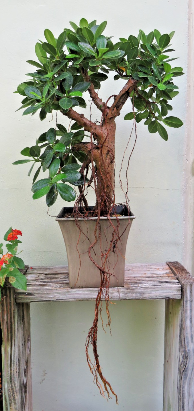 Green Island Ficus Microcarpa Live Indoor Bonsai Tree With A...