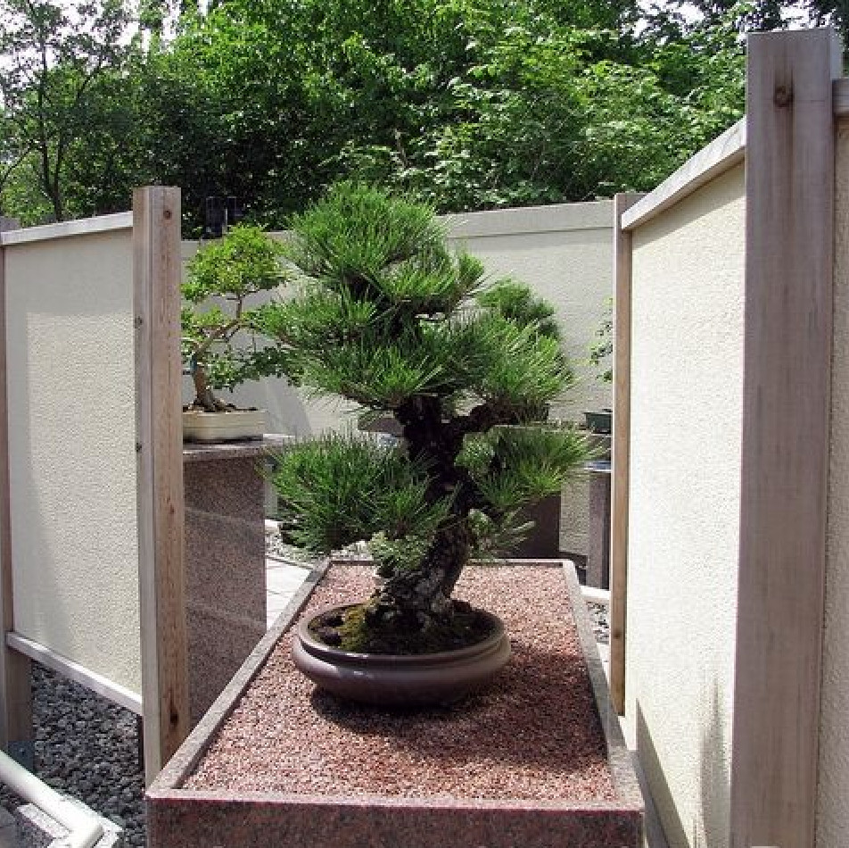 Pinus Thunbergii, Japanese Black Pine, Bonsai - 50 Seeds