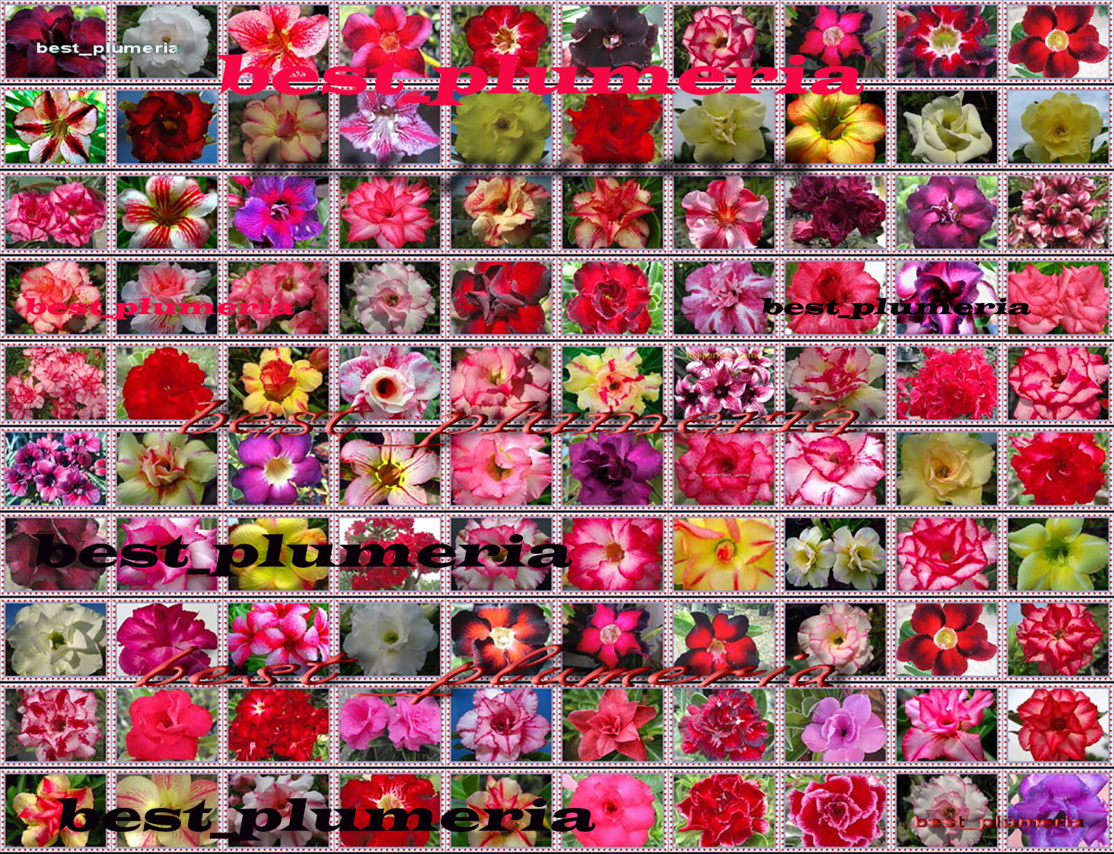 Adenium Obesum Desert Rose Mixed 100 Type 1, 100 Seeds