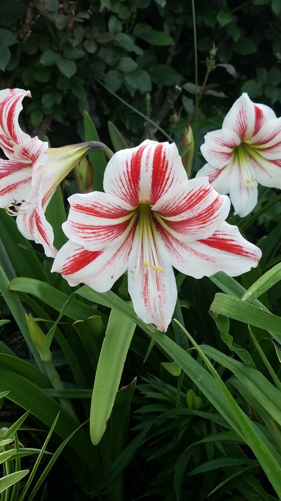 Amaryllis Hippeastrum 5 Bulbs 2022 White With Red Stripes
