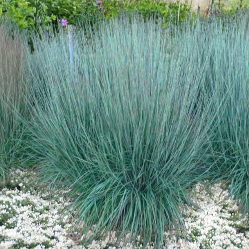 Little Bluestem Grass Seeds 300+ Perennial Ornamental Grass
