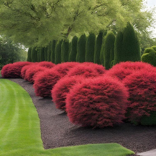 Dwarf Burning Bush Live Plant Well-Rooted Shrub 1-4 Yr (Euon...