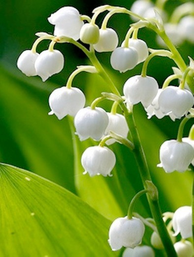 Lily of the Valley 15+ Pips, White, Fragrant, Hardy Perennia...