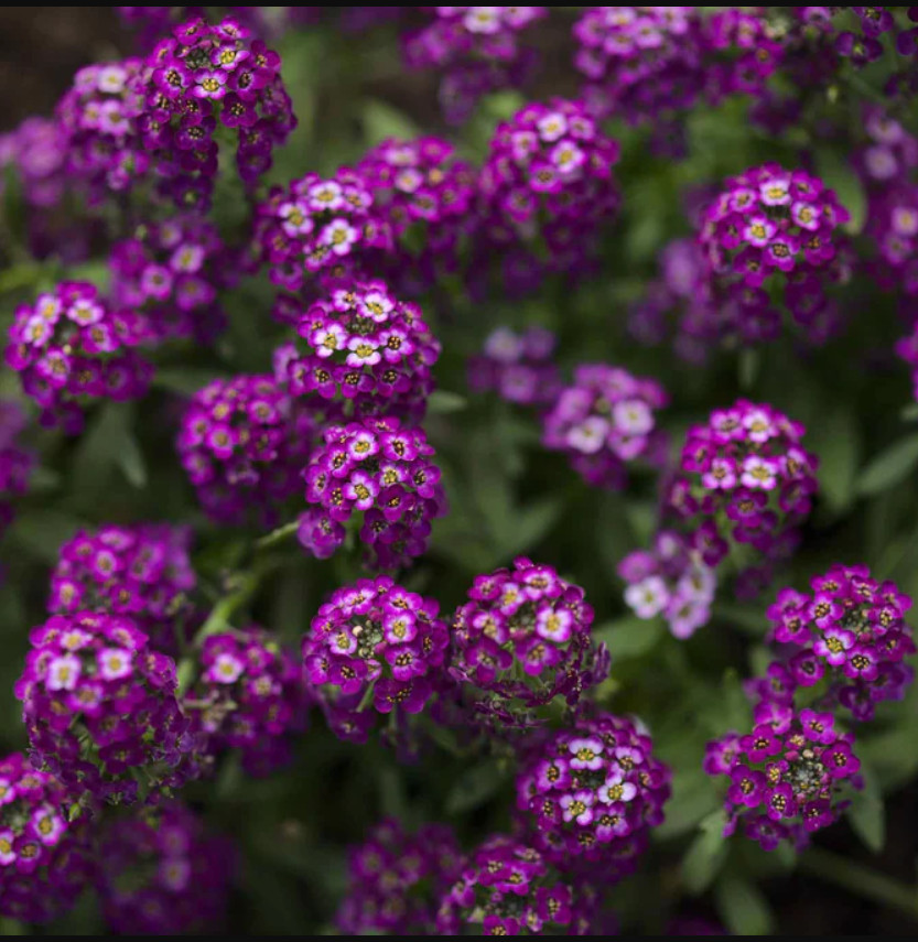 Oriental Nights Alyssum Dark Purple Groundcover Seeds, 500 S...