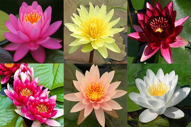Water Lily Tubers, Pink — Hardy Aquatic Pond Plants