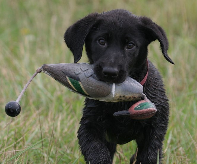 Avery Greenhead Gear GHG Dog EZ Bird Training Bumper Dummy T...