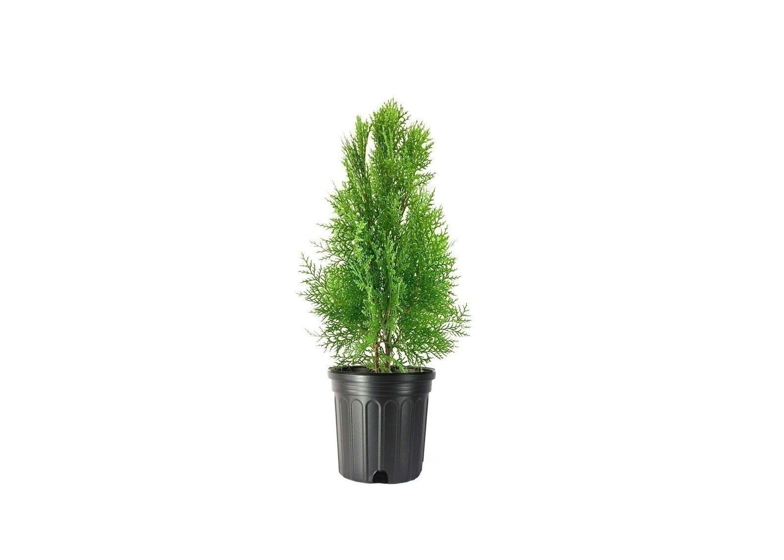 Thuja Blue Cone Arborvitae 1 Gallon - Thuja Occidentalis Pri...