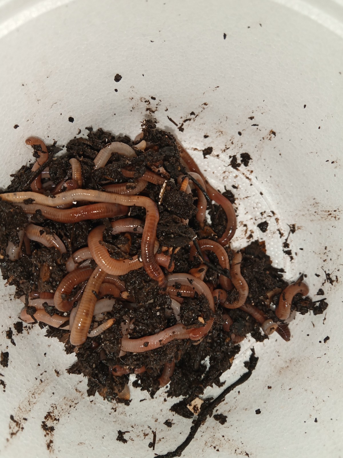 Red Wiggler Worms - 1/2 Pound Compost Enhancer