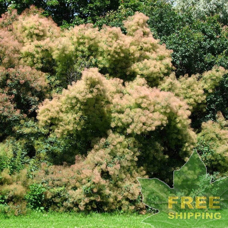 European Smokebush (Cotinus Coggygria) - 20 Seeds
