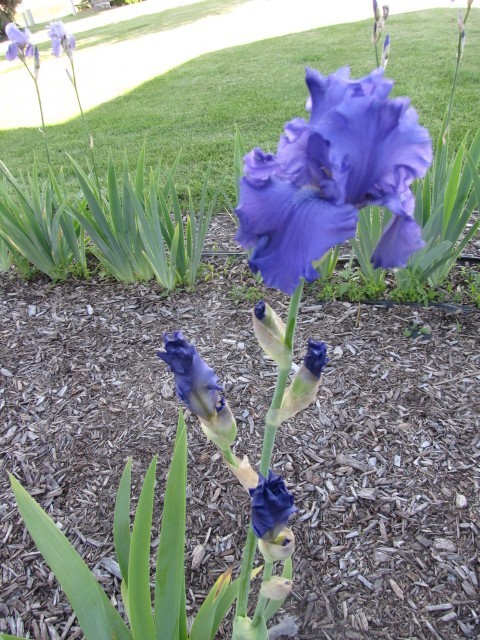 Purple Bearded Iris Rhizomes, 10-Pack