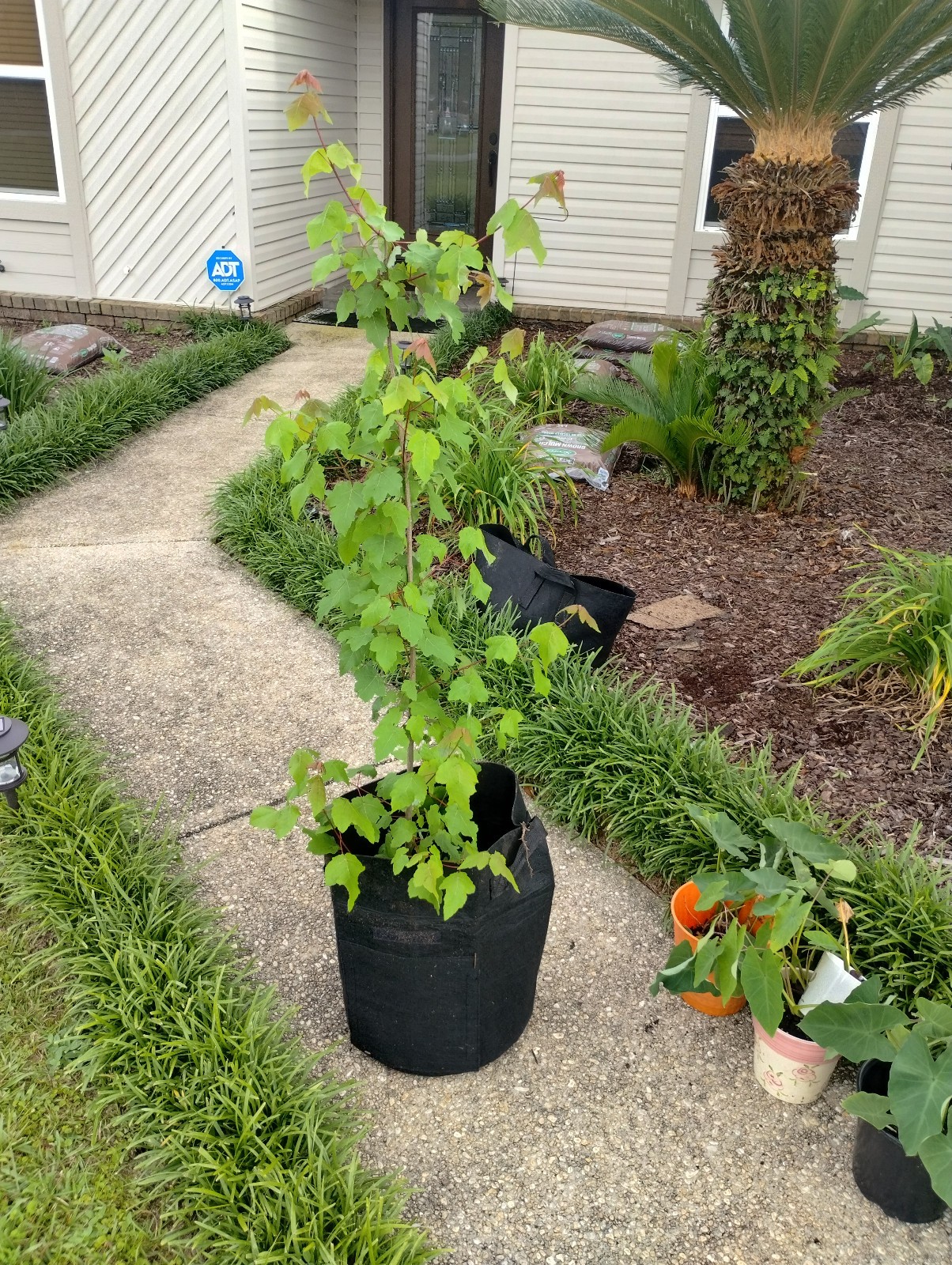 Sunset Maple Tree (Acer Rubrum) - 2-3 Foot Tall