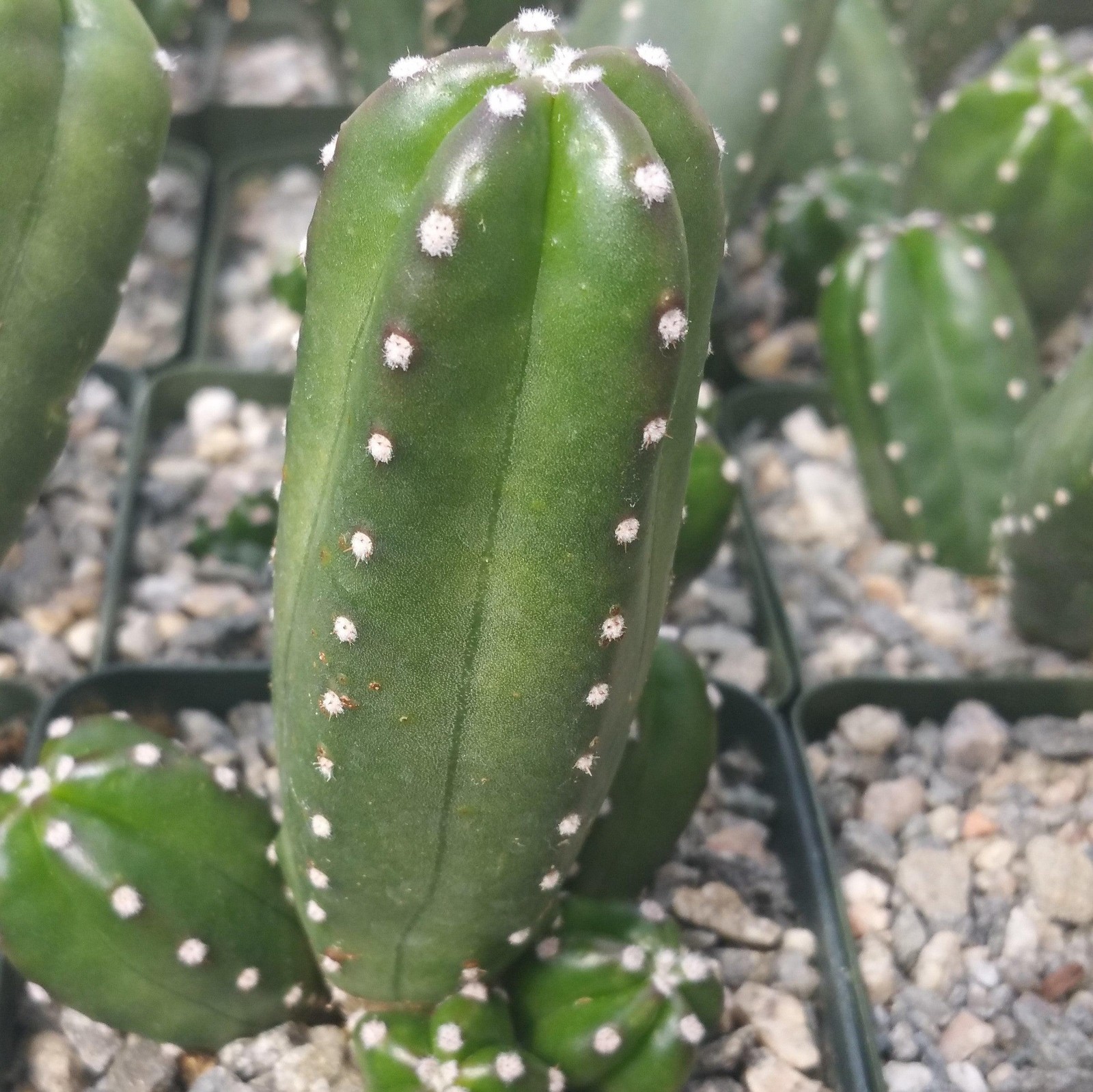 Echinocereus Gentry Cactus Succulent Real Live Plant