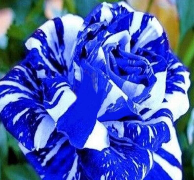 Blue and White Dragon Striped Rose Flower Bush - 20 Seeds