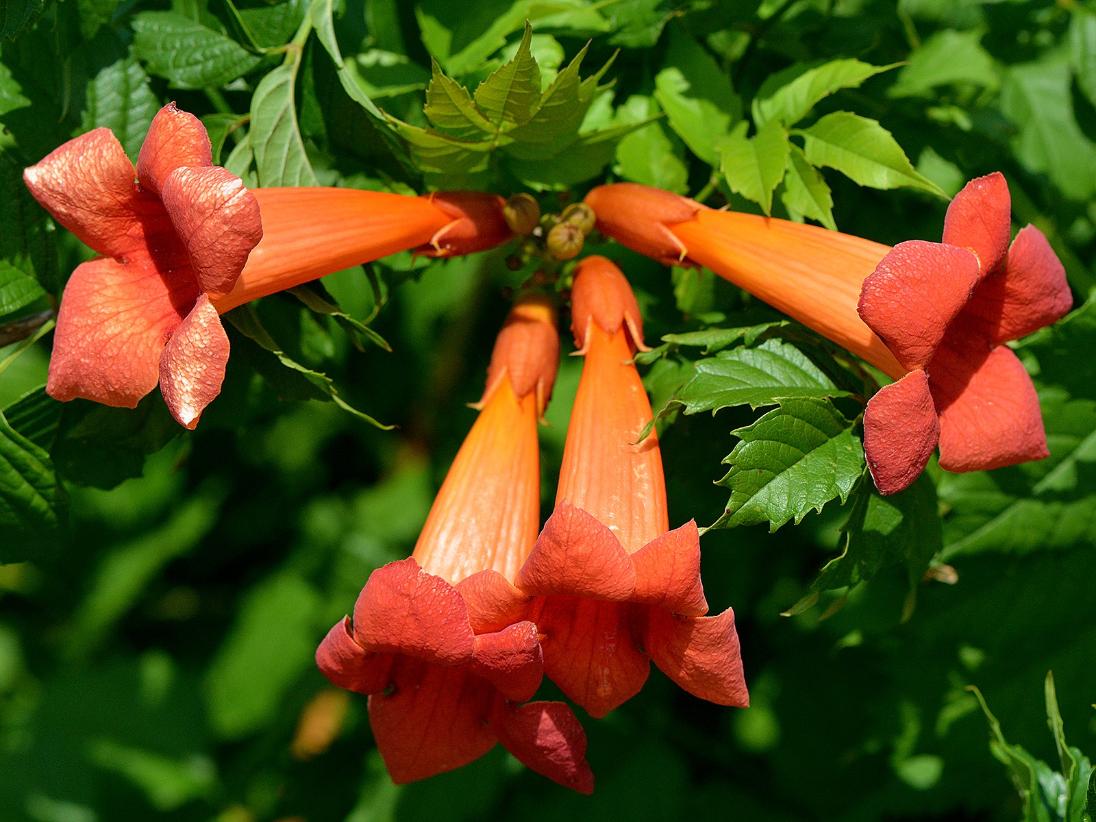 Campsis Radicans Trumpet Vine