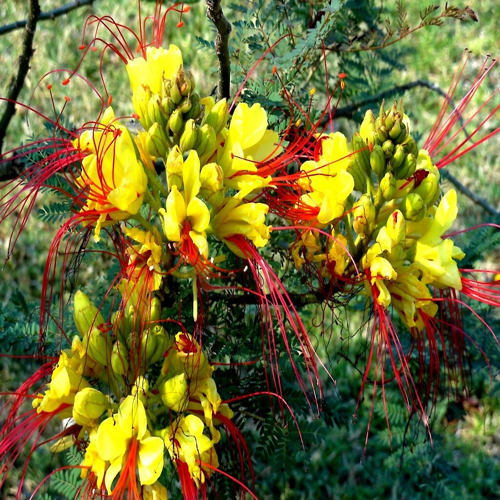 Mexican Desert Yellow Bird of Paradise Tree Seeds (C. Gillie...
