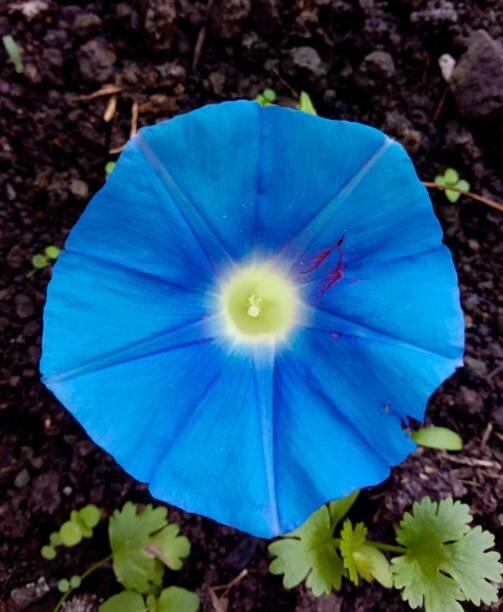 Heavenly Blue Morning Glory Seeds (50) - Non-GMO