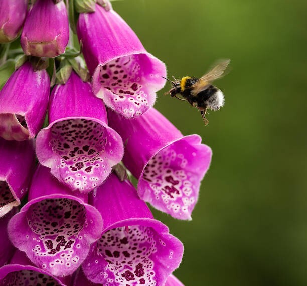 Foxglove Seed Mix 500 Count Non-GMO