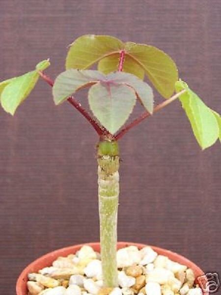 Jatropha Gossypiifolia Rare Succulent Plant Cacti 4" Pot