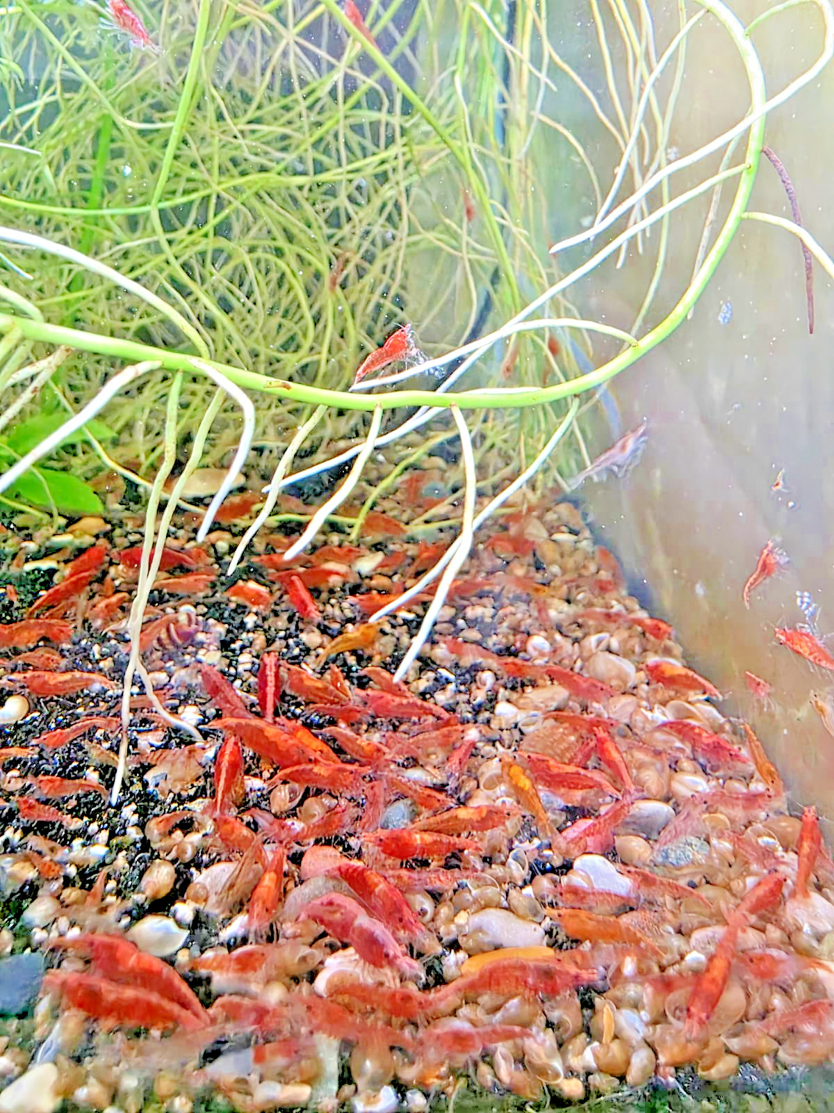 Red Cherry Shrimp - 20+ Count