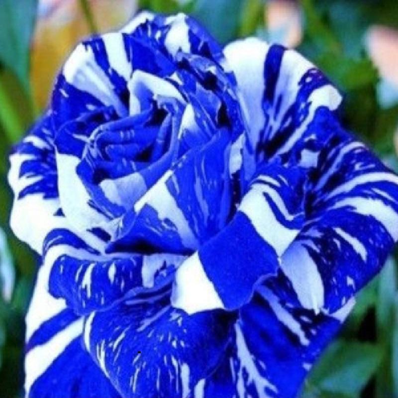 Blue Dragon #36 Rose Seeds 50 or 100 Seeds, Rare